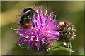 Red tailed Bumblebee (Bombus lapidarius), Freshfield