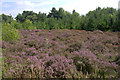 Dune Heath, Freshfield