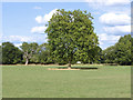 Plane tree, Ankerwycke estate