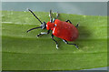 Lily Beetle (Lilioceris lilii)