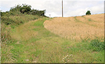 J4569 : Barley field, Comber by Albert Bridge
