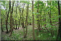 Woodland by the A25