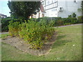 Rosebeds in Princes Park