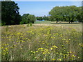 Ragwort in Cuddington Recreation Ground