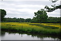 TQ0457 : Buttercup meadows by N Chadwick