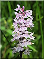 Spotted orchid at Sipton