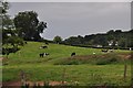 Mid Devon : Grassy Field & Cattle