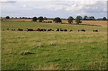 SP5981 : Cattle grazing by Philip Halling