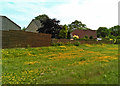 Wildflowers and homes near Farley Home Farm