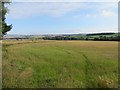 Barley, Lemington