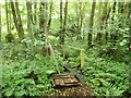 Footbridge over Douster Brook, Buchan Country Park