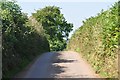 Mid Devon : Country Lane