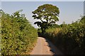 Mid Devon : Country Lane