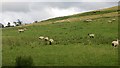 NT8632 : Sheep pasture near Kilham by Richard Webb