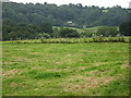 Grazing fields north of Ddol Farm