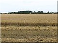 Field of barley, North Lingy Moor Farm