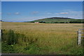 HY4309 : Field of barley near Chinglebraes by Bill Boaden