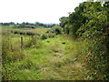 Overgrown footpath