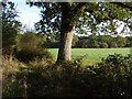 Field and trees south of Essworthy