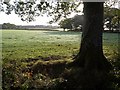 Field and trees south of Essworthy