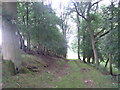 Millennium Way through the trees