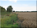 Footpath on field boundary, near Elms Farm, Bardfield Saling