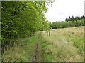 Drum Plantation, Lennox Forest