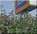 Butterflies on buddleia at Aldi