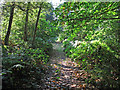 Path in Weeleyhall Wood