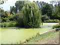 TG2902 : Yelverton Pond by Geographer