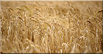 J5683 : Barley, Orlock by Rossographer