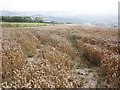 Wheat crop, ready for harvest at Higher Whitefield Farm