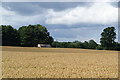 Wheat field near Brawith Hall