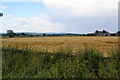 Field of barley near Thornton-le-Street