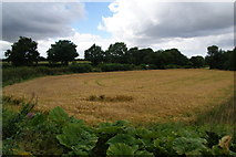 SE4086 : Barley field next to Cod Beck by Bill Boaden