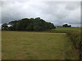 A copse seen from the footpath from Winkleigh to Broadwoodkelly