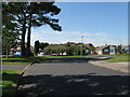 Conifers and willows on Andrew Avenue Felpham