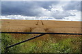 SE4185 : Wheat field near Street House Farm by Bill Boaden
