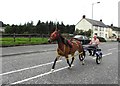 Trotting along Victoria Road, Keady