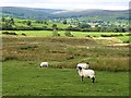 NY9522 : Sheep in lower Lunedale by Oliver Dixon