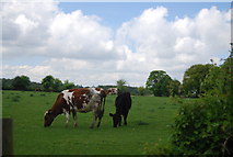 TQ6261 : Cattle by Vigo Rd by N Chadwick