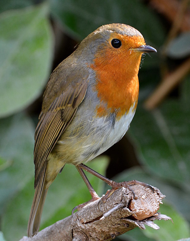 Robin Posing For Photo In Tilehurst, © Edmund Shaw Cc-by-sa 2.0 