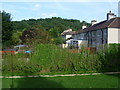 Back gardens of houses in Rutherglen Road