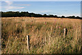 Rough Ground at Riggend