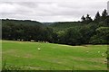 Mid Devon : Grassy Field