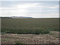 SE8952 : Potato crop on the Meadows by Jonathan Thacker