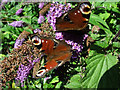 Peacock Butterflies