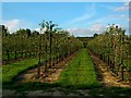 Orchard off Barnes Lane, Linton