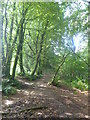 Descending Lewesdon Hill