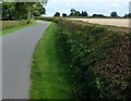 Neatly cut hedges on Sibson Lane